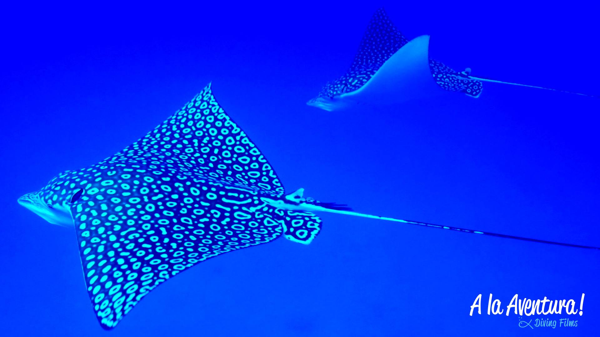 Eagle Manta Ray Blog Eagle Manta Ray Blog